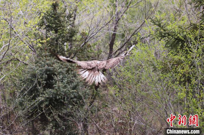 圖為西寧野生動物園救護(hù)的大鵟在西寧市放歸大自然?！●R銘言 攝