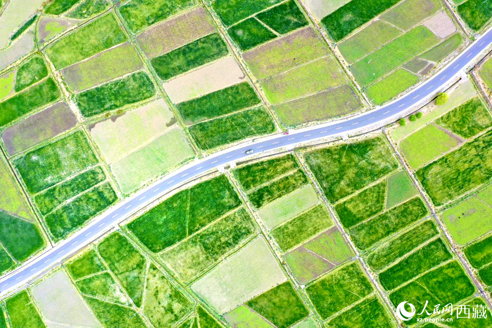 無(wú)人機(jī)視角下的西藏山南市瓊結(jié)農(nóng)田。人民網(wǎng)記者 次仁羅布攝