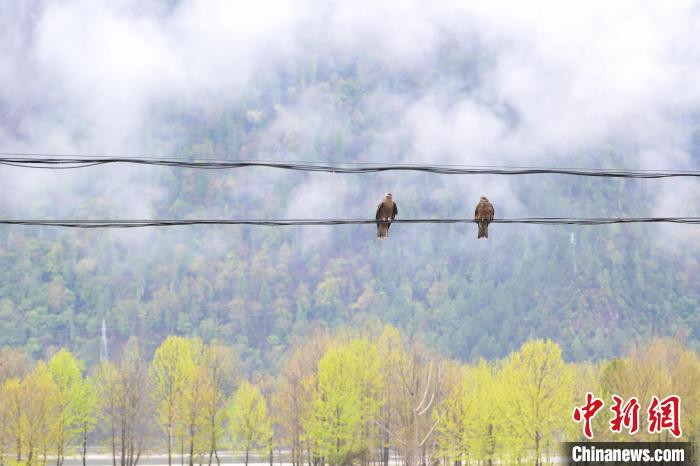西藏易貢：雨后春日美景