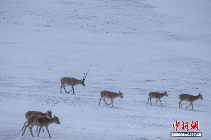 藏羚羊群高原覓食展現(xiàn)西藏生態(tài)之美