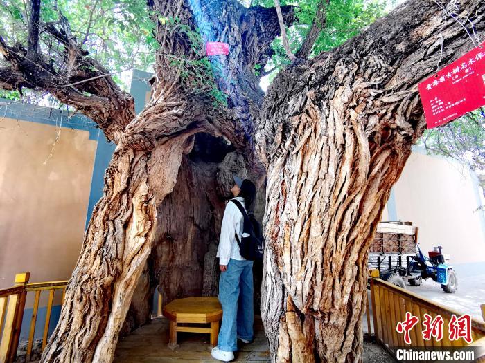 青海海東市阿河灘地質(zhì)文化村：古樹新枝、丹山碧水
