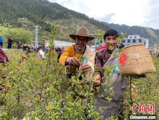 圖為當(dāng)?shù)剞r(nóng)牧民進(jìn)行藏雪茶采摘比賽?！⊥鮿x 攝