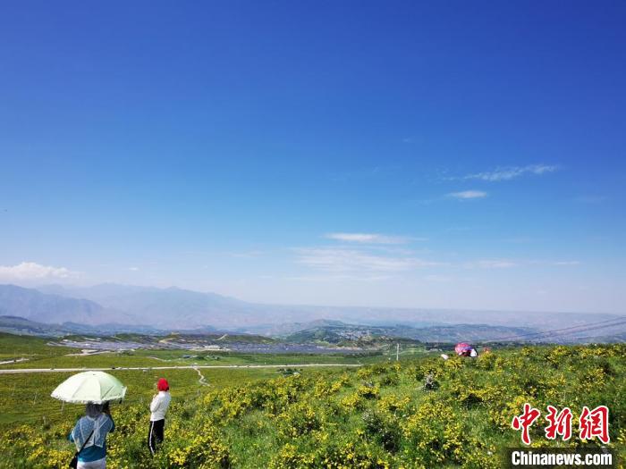 2020年07月07日拍攝于臨夏州積石山縣境內(nèi)，生態(tài)環(huán)境逐漸恢復(fù)，小黃花開(kāi)遍山間。(資料圖) 殷春永 攝