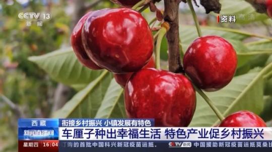 種蘑菇、養(yǎng)駱駝...。。特色產(chǎn)業(yè)助力鄉(xiāng)村振興走新路