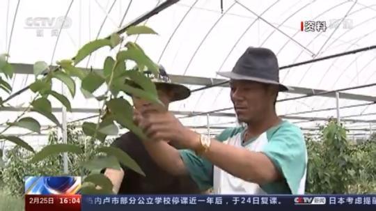 種蘑菇、養(yǎng)駱駝...。。特色產(chǎn)業(yè)助力鄉(xiāng)村振興走新路