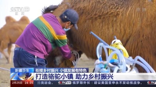 種蘑菇、養(yǎng)駱駝...。。特色產(chǎn)業(yè)助力鄉(xiāng)村振興走新路