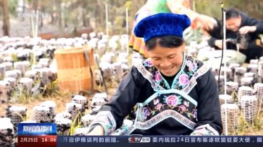 種蘑菇、養(yǎng)駱駝...。。特色產(chǎn)業(yè)助力鄉(xiāng)村振興走新路