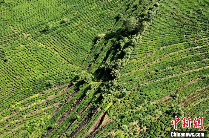 圖為西藏林芝市墨脫縣果果塘大拐彎附近的茶田。(無人機照片) 李林 攝