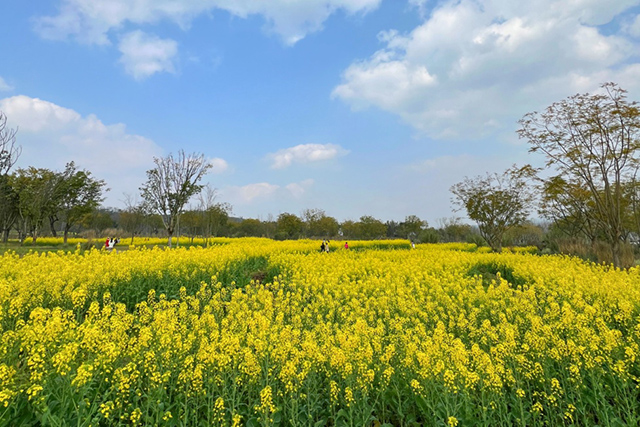 每到油菜花季，就有市民相約到重慶廣陽島上踏青賞花。鄒樂攝