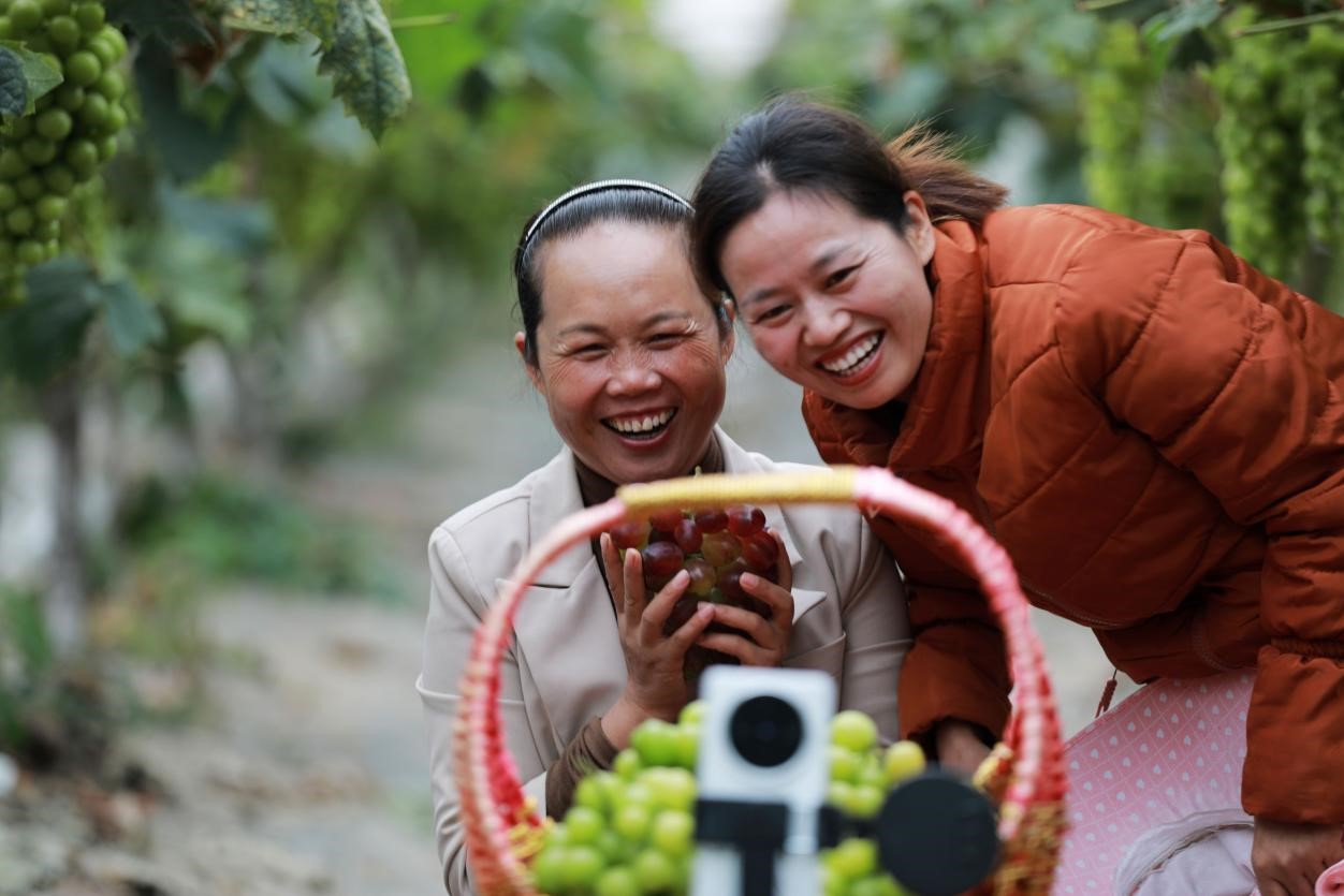 2024年10月6日，果農(nóng)在貴州省黔西市金碧鎮(zhèn)新蘭村葡萄園里進(jìn)行直播銷售。來源：人民圖片