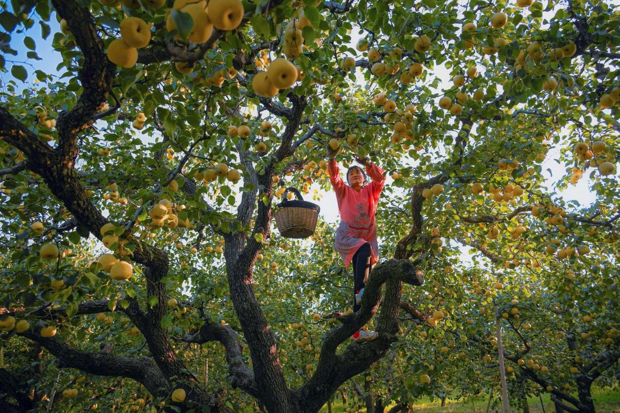 2024年10月4日，安徽省宿州市碭山縣程莊鎮(zhèn)衡樓村百年老梨園里，梨農(nóng)在忙著采摘酥梨。來源:人民圖片