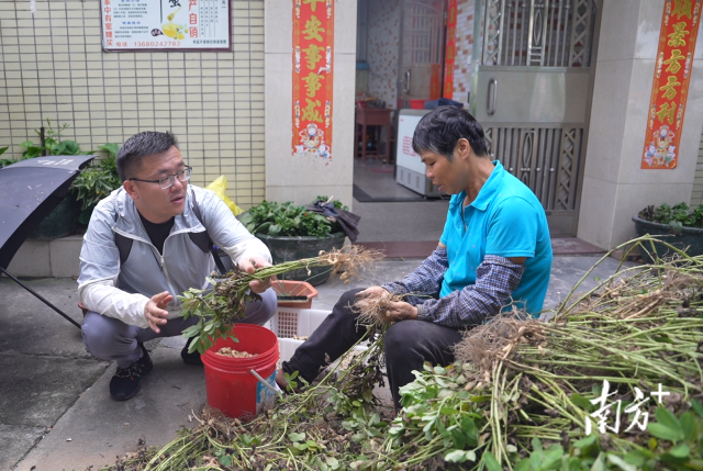 土地組成員張國(guó)強(qiáng)一邊幫村民做農(nóng)活一邊聊天。