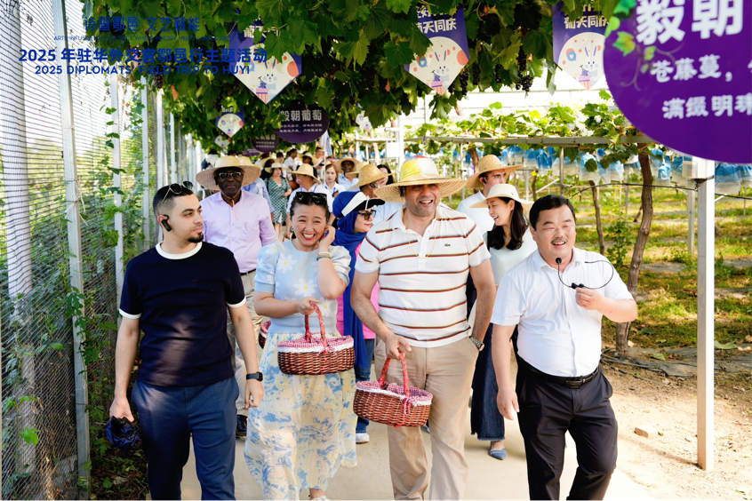 智慧“種”進(jìn)葡萄園 駐華外交官品讀鄉(xiāng)村振興“中國甜”_fororder_圖片3