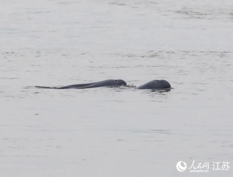 在南京長江新濟洲國家濕地公園拍到的江豚。人民網(wǎng)記者 王丹丹攝