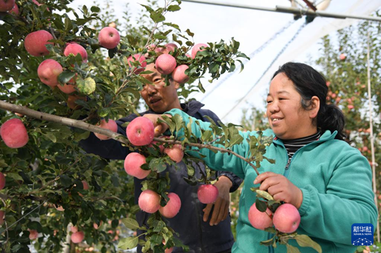 【高質(zhì)量發(fā)展看陜西】“上天”的延安蘋果，蘊藏哪些新質(zhì)生產(chǎn)力