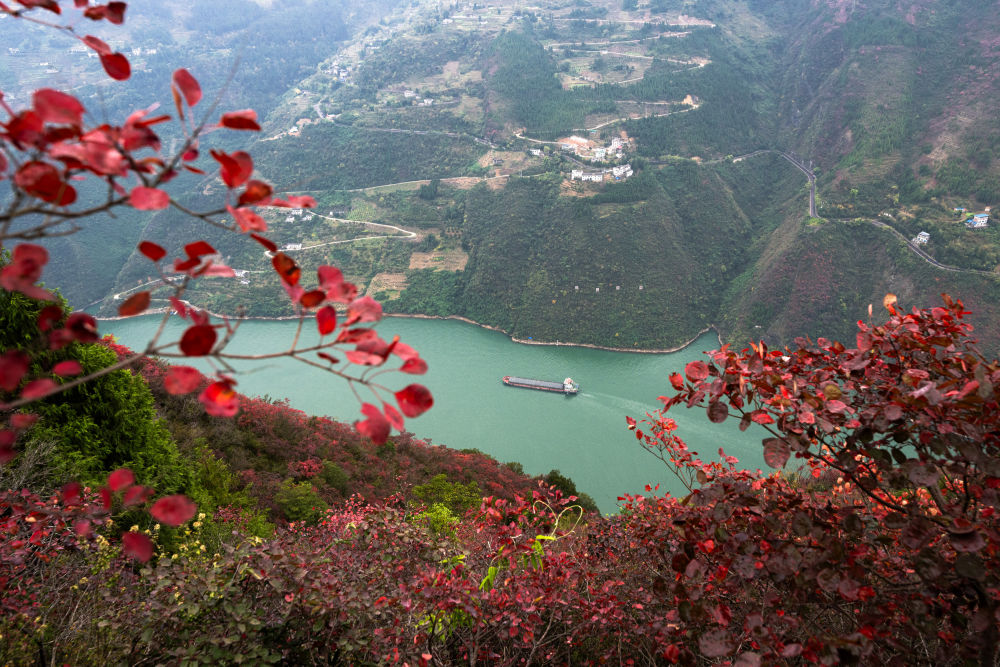 船舶行駛在紅葉掩映下的長江三峽重慶市巫山縣水域（2023年11月30日攝）。新華社記者 肖藝九 攝