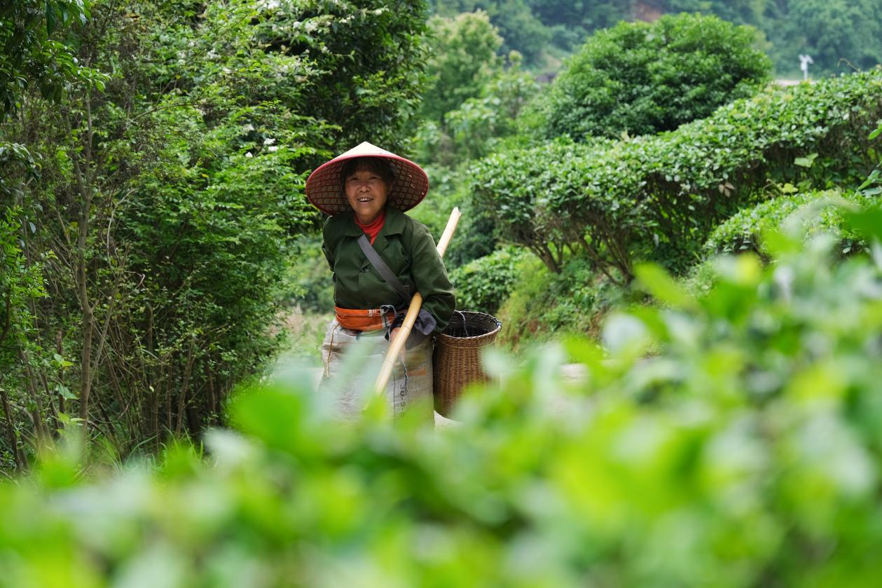 2024年4月24日，湖南省衡陽市耒陽市龍?zhí)伶?zhèn)江頭貢茶葉種植專業(yè)合作社，村民在茶山采摘茶葉，實現(xiàn)了家門口就業(yè)。