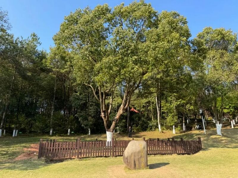 習近平同志為福建省長汀縣水土保持科教園捐種的香樟樹。圖源：學習時報