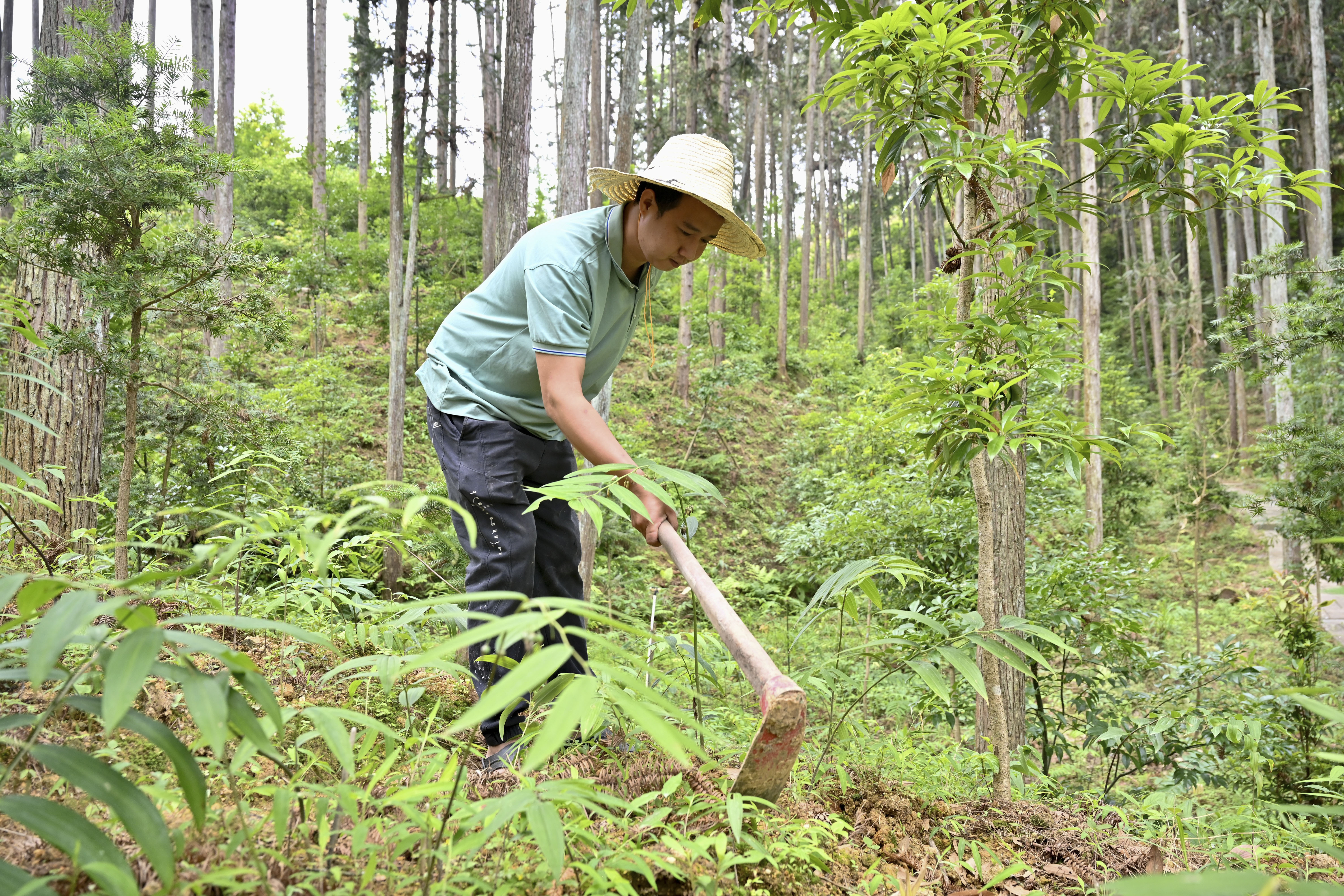 2024年5月9日，福建省三明市馬巖林下經(jīng)濟(jì)種植示范基地工人在管理林下種植的多花黃精。