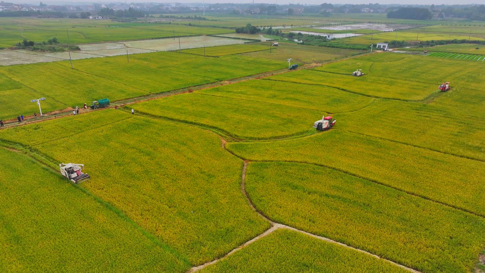 數(shù)臺(tái)收割機(jī)同時(shí)作業(yè)。常德市鼎城區(qū)融媒體中心供圖