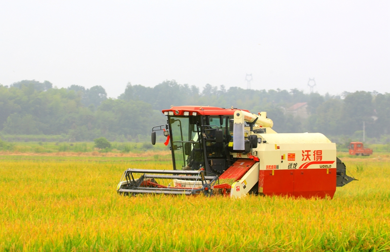 早稻收割忙，農(nóng)機(jī)來助力。常德市鼎城區(qū)融媒體中心供圖