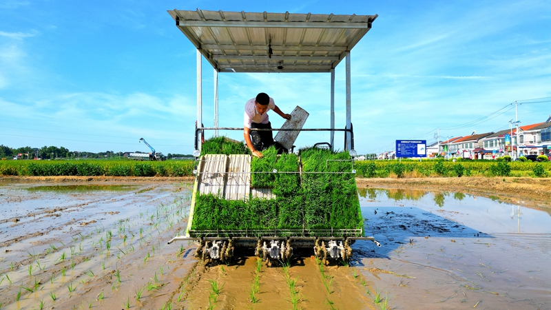 戴宏在無人駕駛的插秧機(jī)上作業(yè)。常德日?qǐng)?bào)社 王明睿 攝