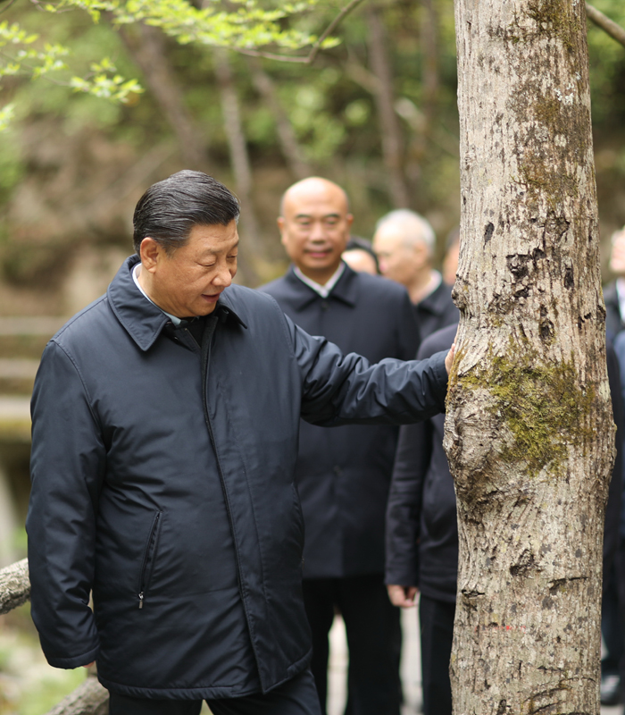 　2020年4月，習(xí)近平總書(shū)記來(lái)到位于商洛市柞水縣的秦嶺牛背梁國(guó)家級(jí)自然保護(hù)區(qū)，考察秦嶺生態(tài)保護(hù)情況。新華社記者 鞠鵬 攝