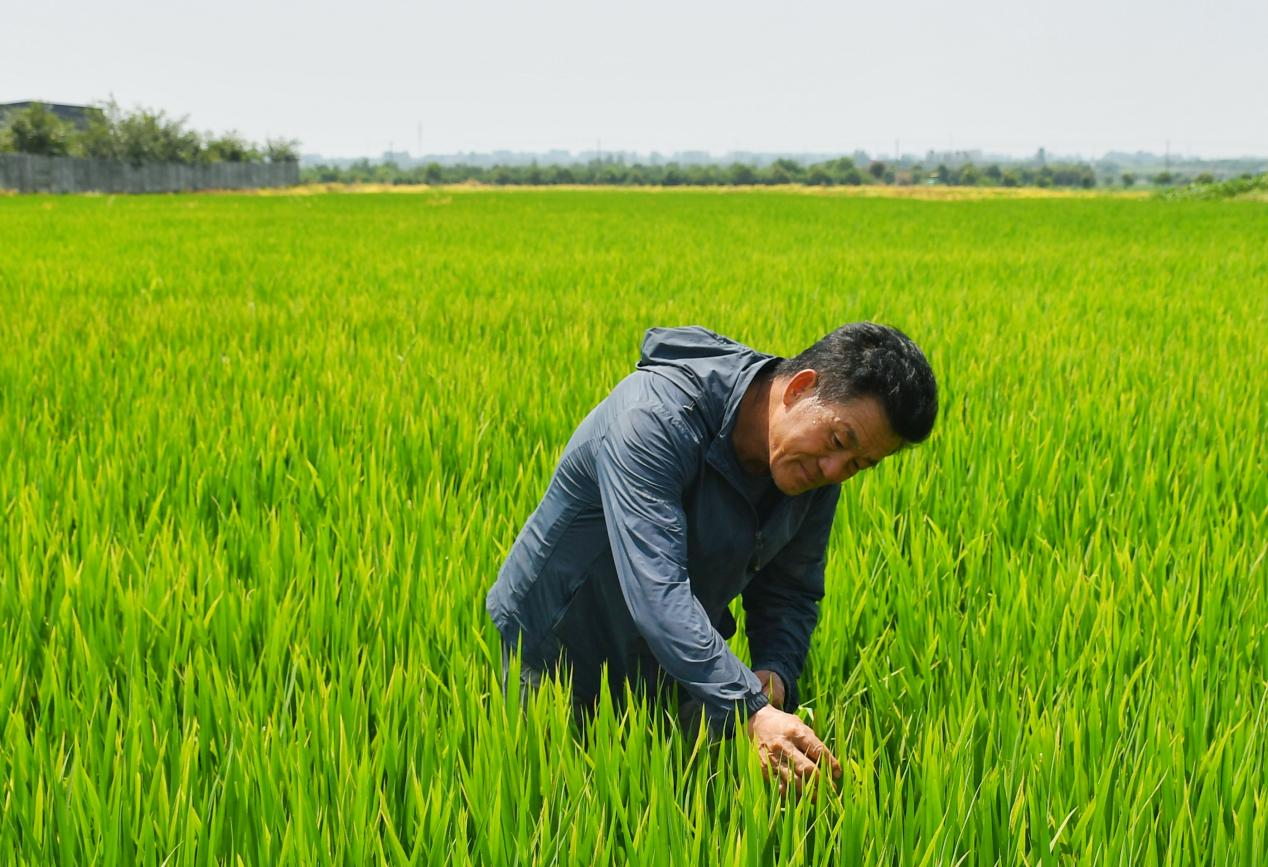 程夕兵在農(nóng)田里檢查水稻種植情況。人民網(wǎng)記者 周坤 攝