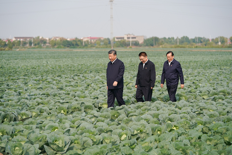 2024年11月5日，習(xí)近平總書記在湖北嘉魚潘家灣鎮(zhèn)十里蔬菜長廊考察。