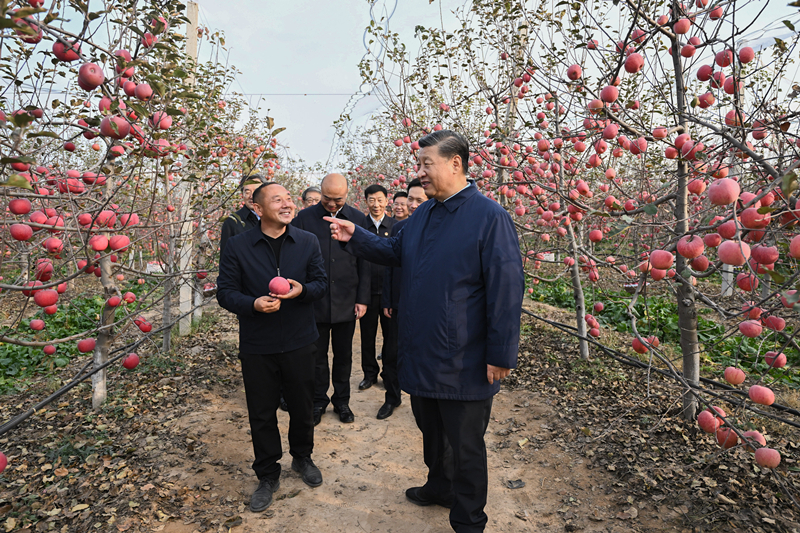2022年10月26日，習(xí)近平總書記在陜西省延安市安塞區(qū)高橋鎮(zhèn)南溝村的蘋果園里同老鄉(xiāng)們親切交流。