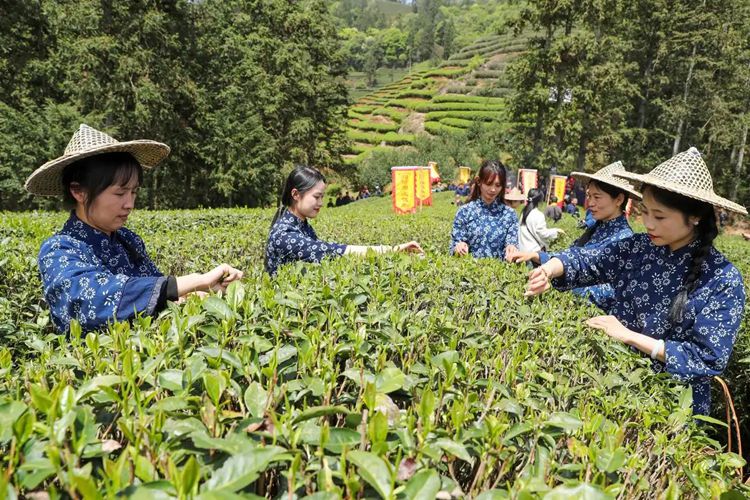 2025年4月13日，福建武夷山市星村鎮(zhèn)朝陽村茶農(nóng)在生態(tài)茶園展示采茶。新華社發(fā)（邱汝泉 攝）
