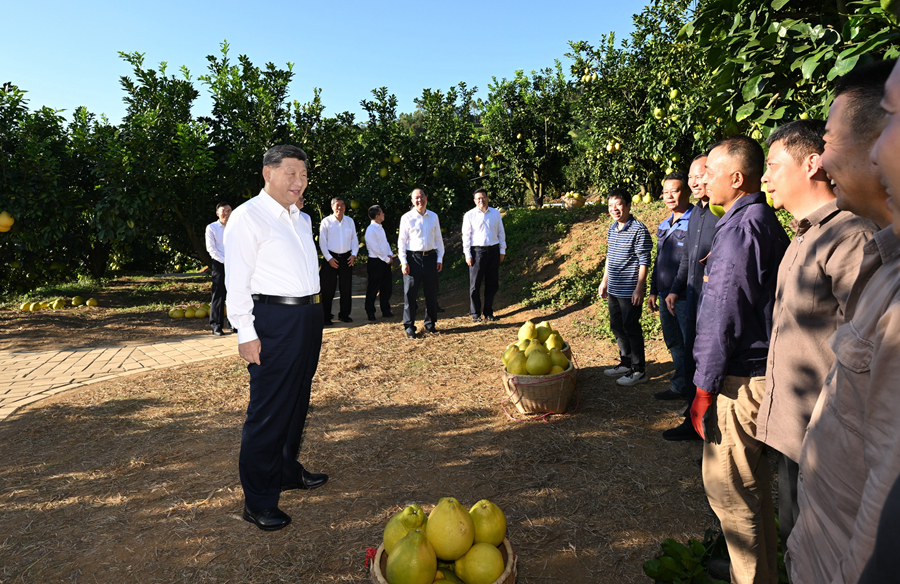 2025年11月7日，習(xí)近平總書記在梅州市梅縣區(qū)雁洋鎮(zhèn)南福金柚種植基地考察時，同果農(nóng)和農(nóng)技人員親切交流。
