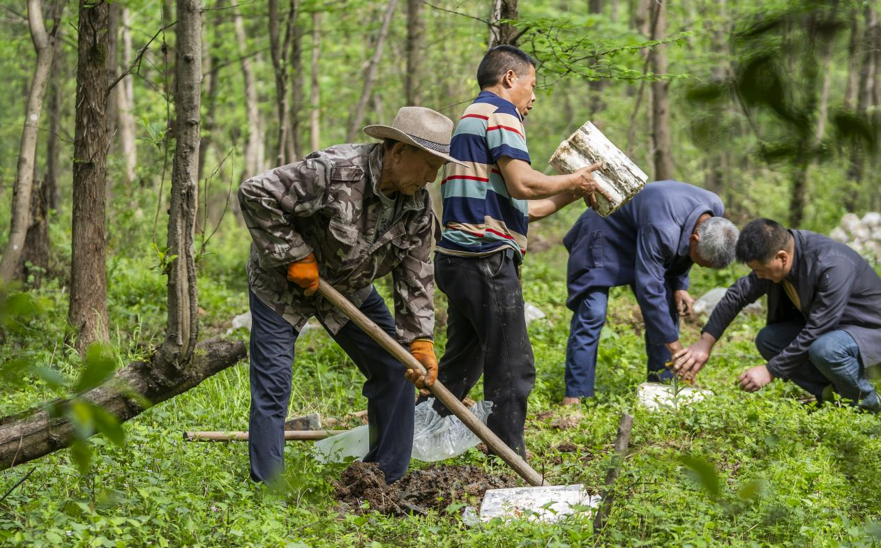 2025年4月16日，江西新余，仙女湖區(qū)河下鎮(zhèn)花園村林場，人們正在搬運、栽植靈芝菌棒。