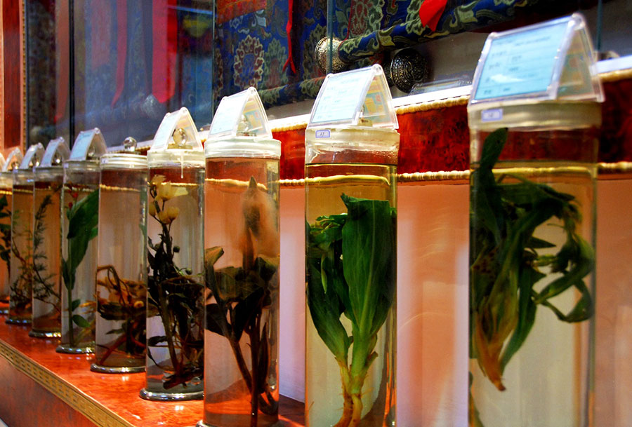 西藏山南藏醫(yī)醫(yī)院藏醫(yī)藥博物館的珍惜藏藥標(biāo)?.jpg