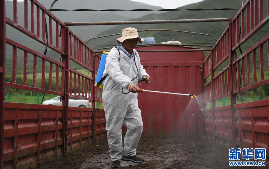 （經(jīng)濟）（1）大通牦牛“嫁”入西藏