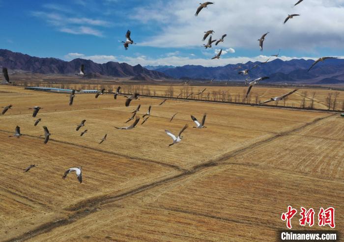 圖為黑頸鶴在拉薩市林周縣境內(nèi)飛翔?！∝暩聛硭?攝