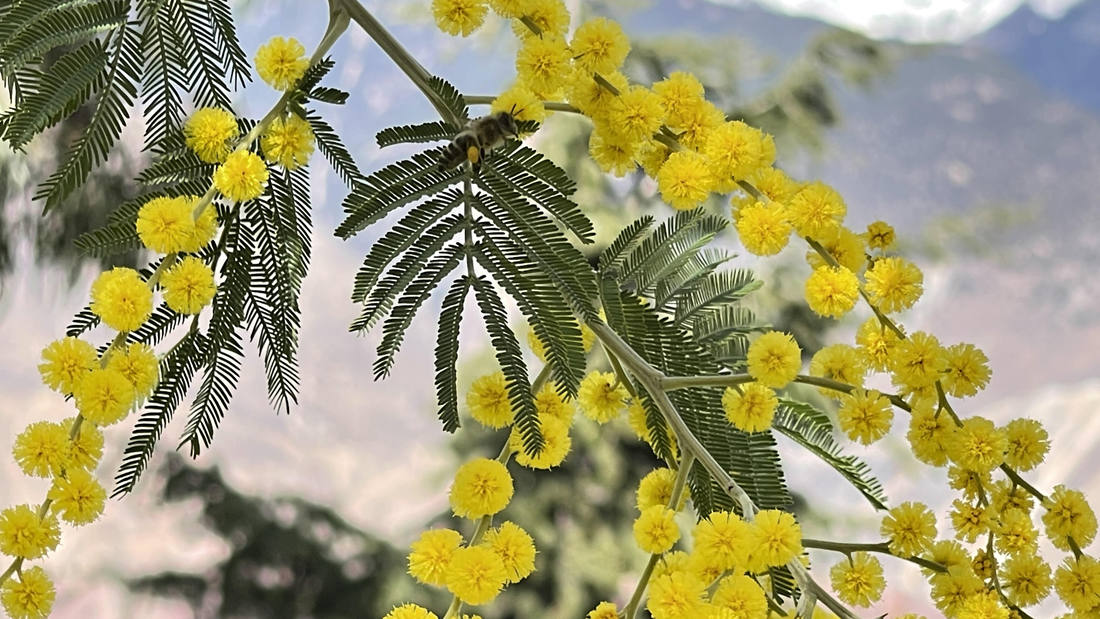 蜜蜂在金合歡花枝上休憩。