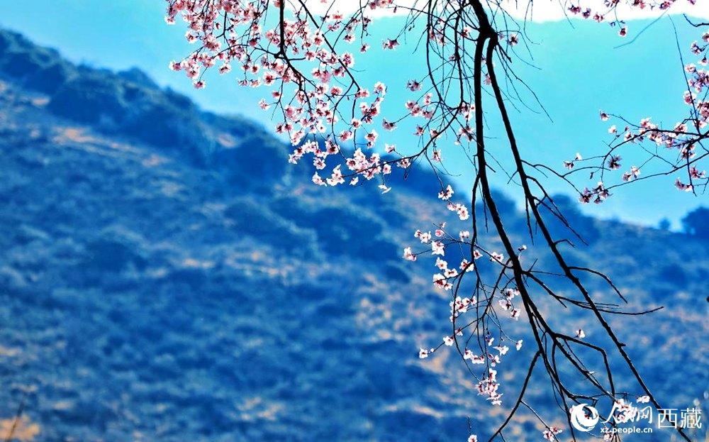 清麗的桃花。人民網(wǎng) 李海霞攝