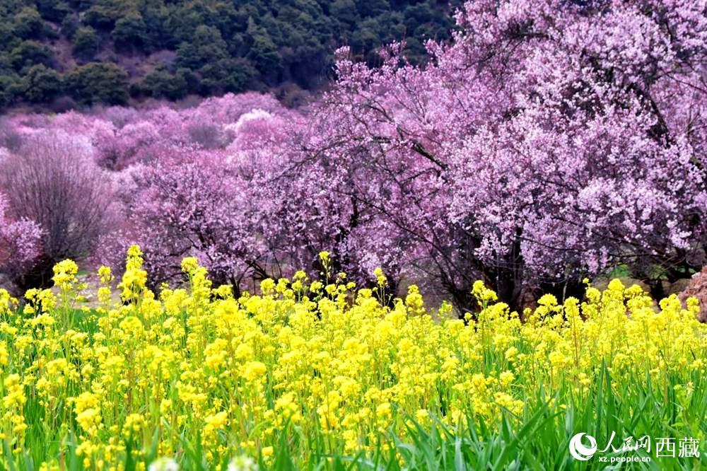 桃花與油菜花交相輝映。人民網(wǎng) 李海霞攝
