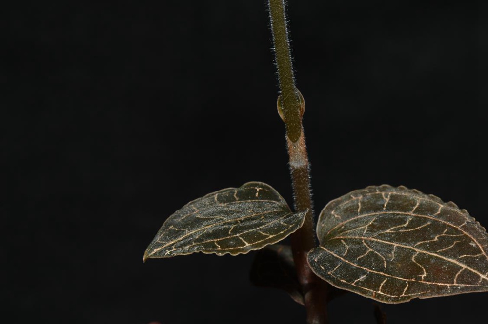 墨脫金線蘭。金效華攝