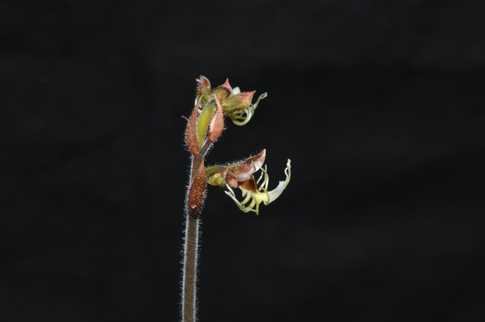 墨脫金線蘭。金效華攝