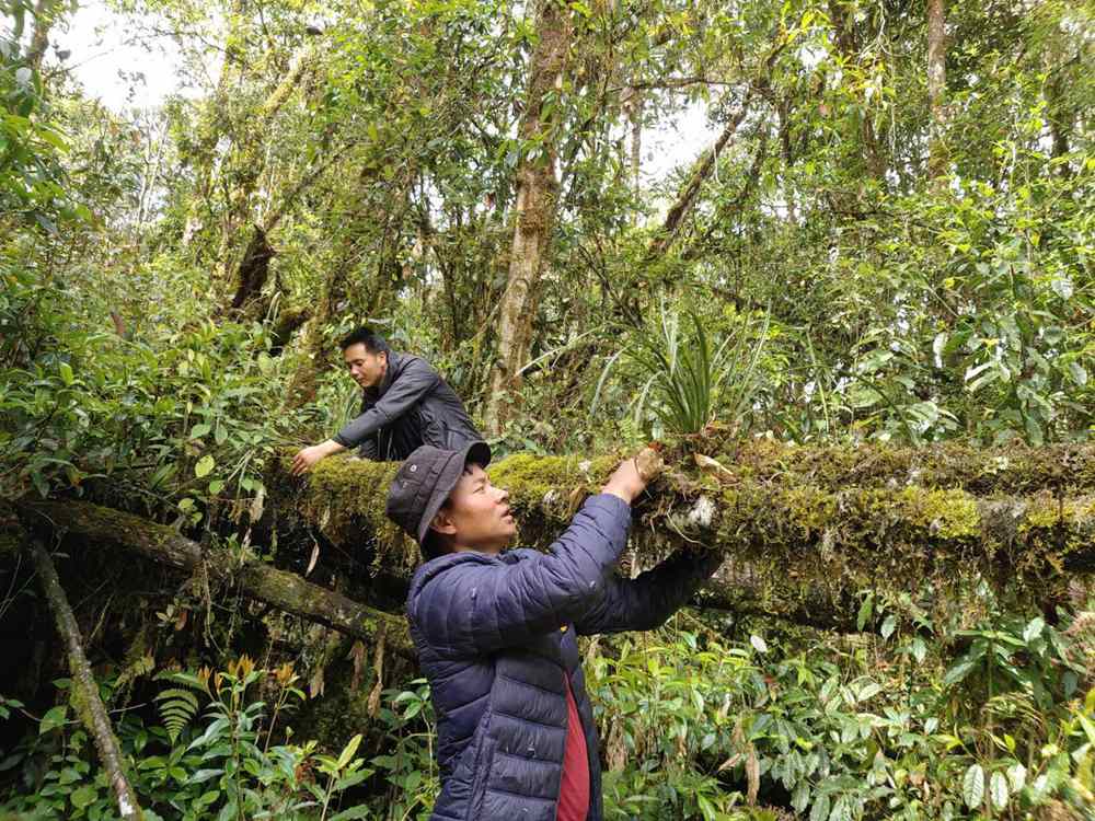蘭花歸野。圖片由山水自然保護(hù)中心提供