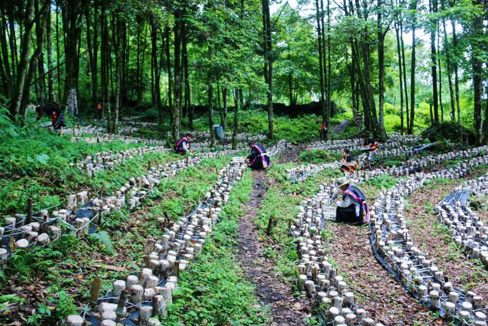 木耳種植基地。次仁央宗攝