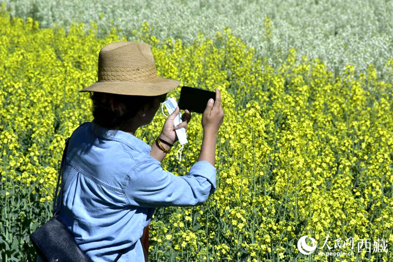 大片油菜花吸引游客到來。人民網 李海霞攝