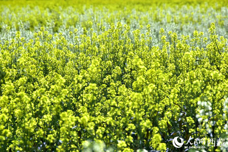 盛開的小油菜花。人民網 李海霞攝