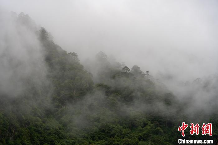 雨后勒布溝的云霧?！〗w波 攝