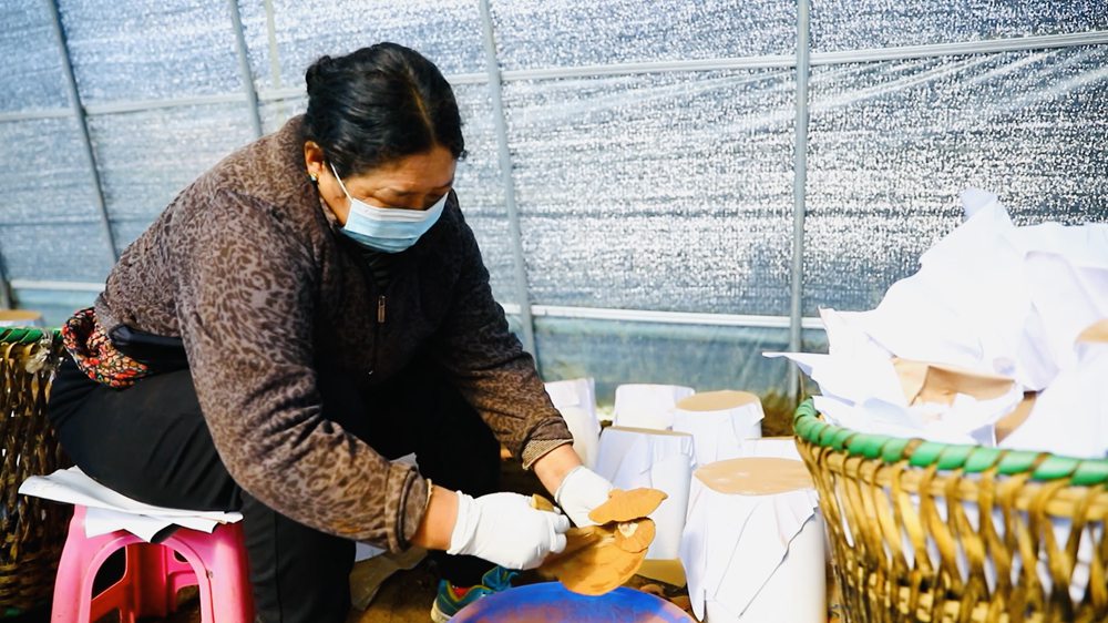 采收靈芝孢子粉。