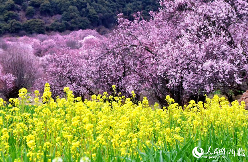 桃花與油菜花勾勒出別樣風景。 人民網(wǎng) 李海霞攝