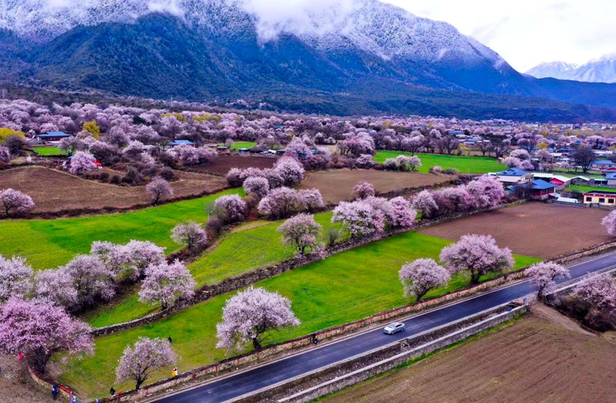 波密縣傾多鎮(zhèn)如納村盛開的桃花。徐馭堯攝