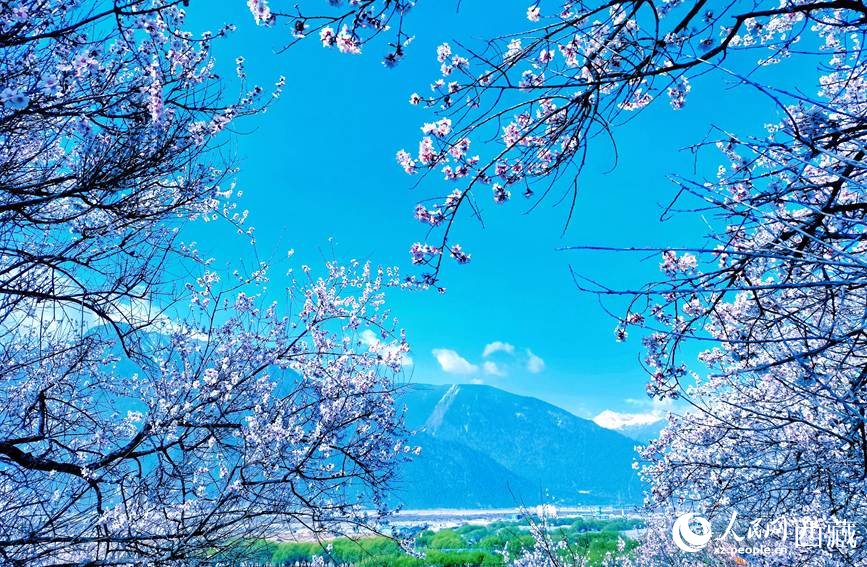 藍(lán)天與桃花相映成趣。 人民網(wǎng) 李海霞攝